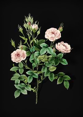 Rosier Pompon on Black