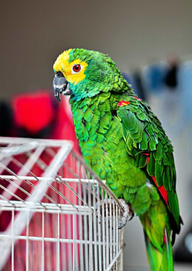 Colourful Parrot