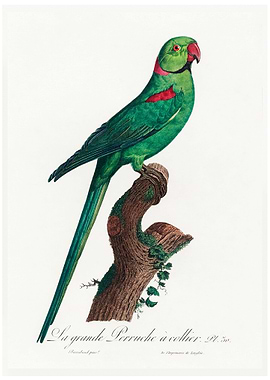 Ring necked parakeet