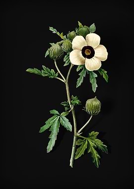 Venice Mallow on Black