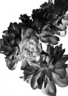 Abstract black peonies