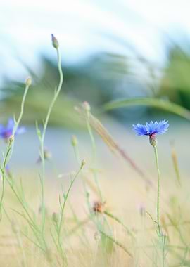 cornflower