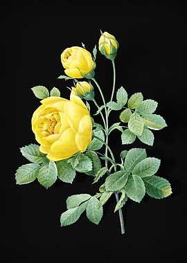 Yellow Rose on Black