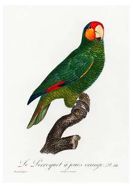 Red lored parrot