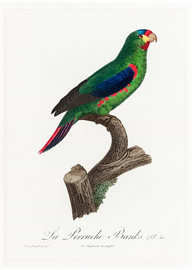 Swift parrot