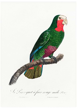 Rose throated parrot