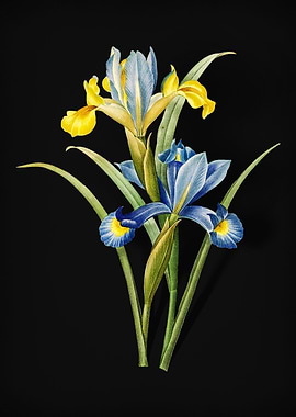 Spanish Iris on Black