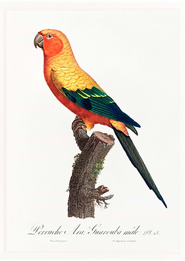Sun parakeet