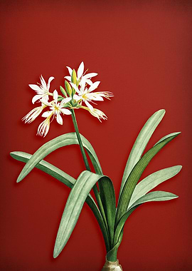 Pancratium on Red