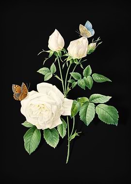 White Bengal Rose on Black