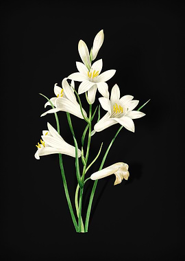 St Brunos Lily on Black