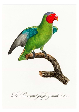 Red cheeked parrot