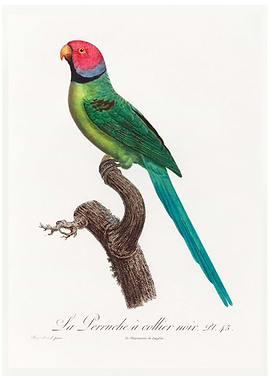 Ring necked parakeet