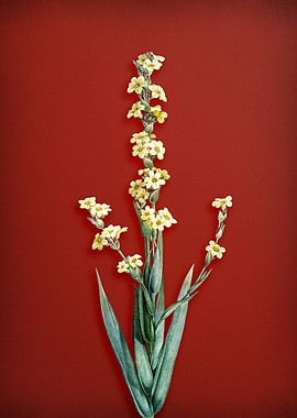 Yellow Eye Grass on Red