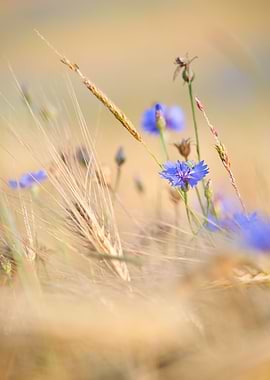 lovely cornflower