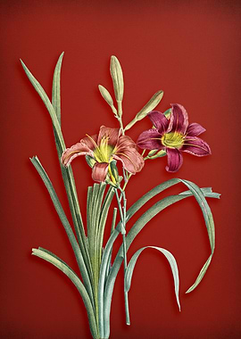 Day Lily on Red