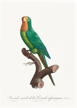 St Thomas conure
