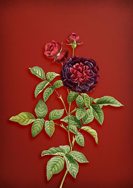 100 Leaved Rose on Red