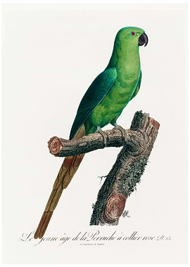 Ring necked parakeet