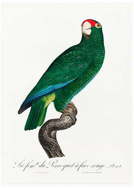 Rose throated parrot