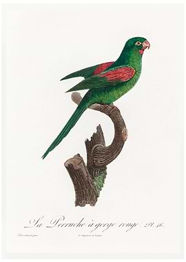 Red throated conure