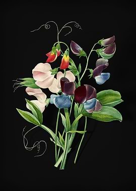 Sweet Pea on Black
