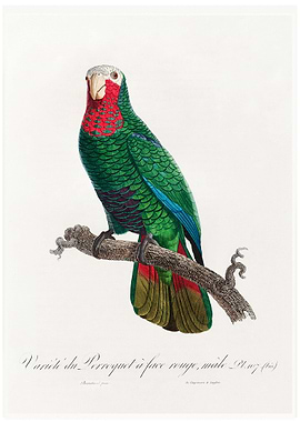 Rose throated parrot