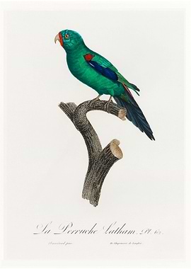 Swift parrot