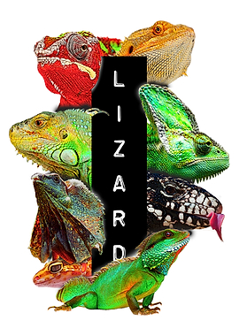 Lizard Keeper Exotic Pets