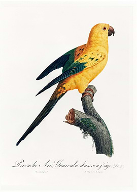 Sun parakeet