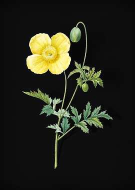 Welsh Poppy on Black