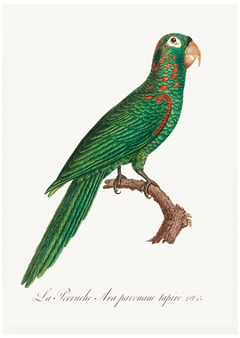 Red spectacled amazon