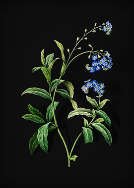 Water Forget Me Not