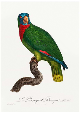 Red necked parrot
