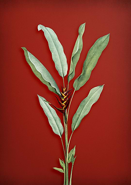 Parrot Heliconia on Red