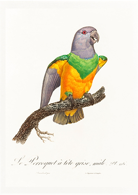 Senegal parrot
