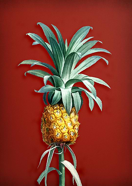 Vintage Pineapple on Red