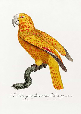Yellow parrot
