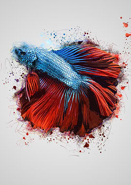Betta Fish