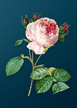 Centifolia Roses on Teal