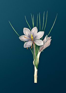 Autumn Crocus on Teal