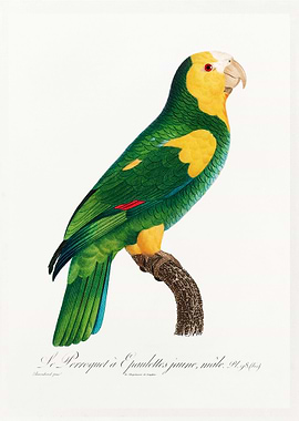 Yellow shouldered amazon