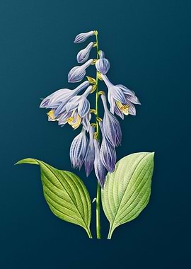 Blue Daylily on Teal