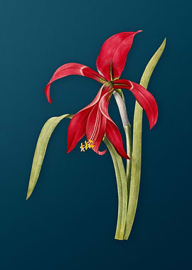 Amaryllis on Teal