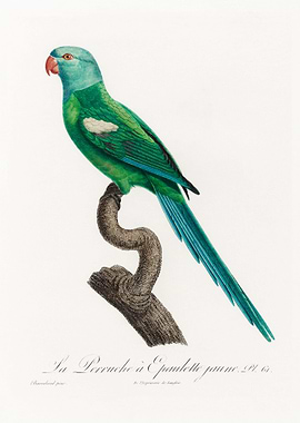 Yellow shouldered parrot