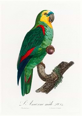 Turquoise fronted parrot