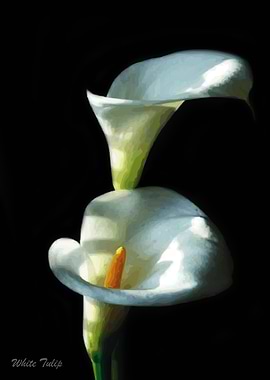 White Tulip