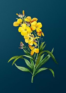 Cheiranthus Flower on Teal