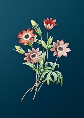 Broad Leaf Anemone on Teal