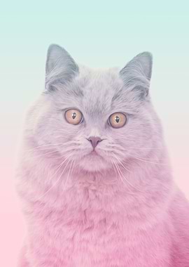 cute cat kitten cats